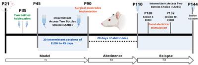 Focal electrical stimulation on an alcohol disorder model using magnetic resonance imaging-compatible chronic neural monopolar carbon fiber electrodes